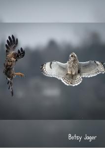 Harrier & Owl 2024 Photo Card