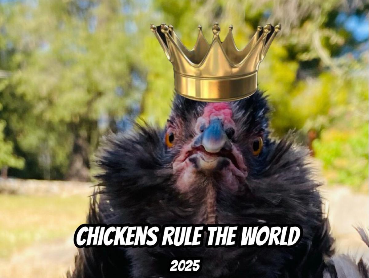 Chickens Rule the World 2025