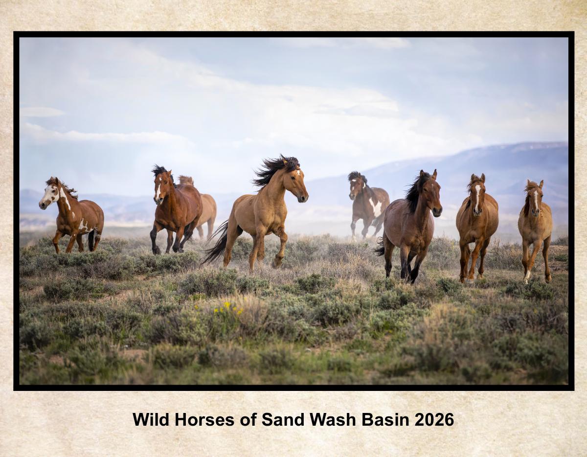 Wild Horses Of Sand Wash Basin 2026