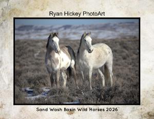 Sand Wash Basin Wild Horses 2026