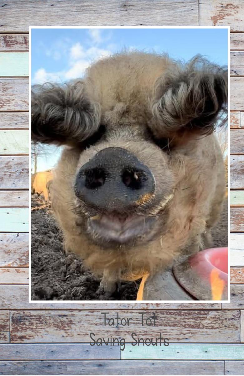 Saving Snouts Notebook