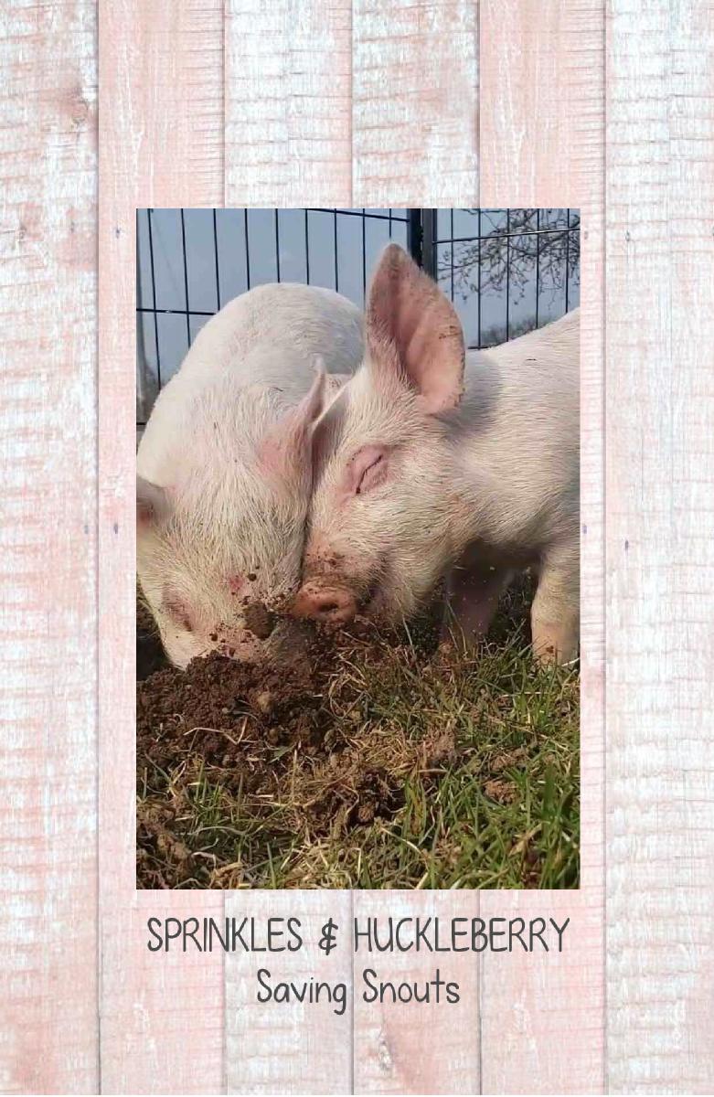 Saving Snouts Notebook