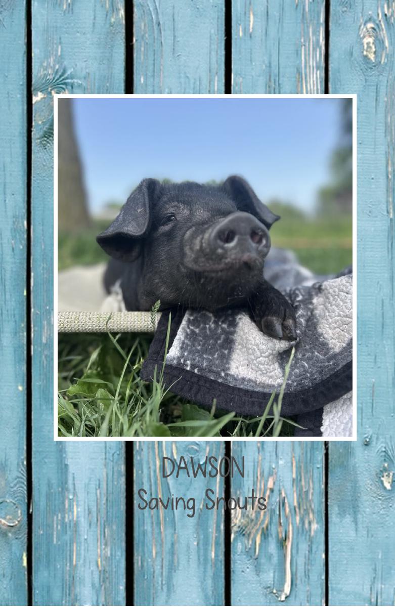 Saving Snouts Notebook