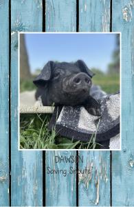 Saving Snouts Notebook