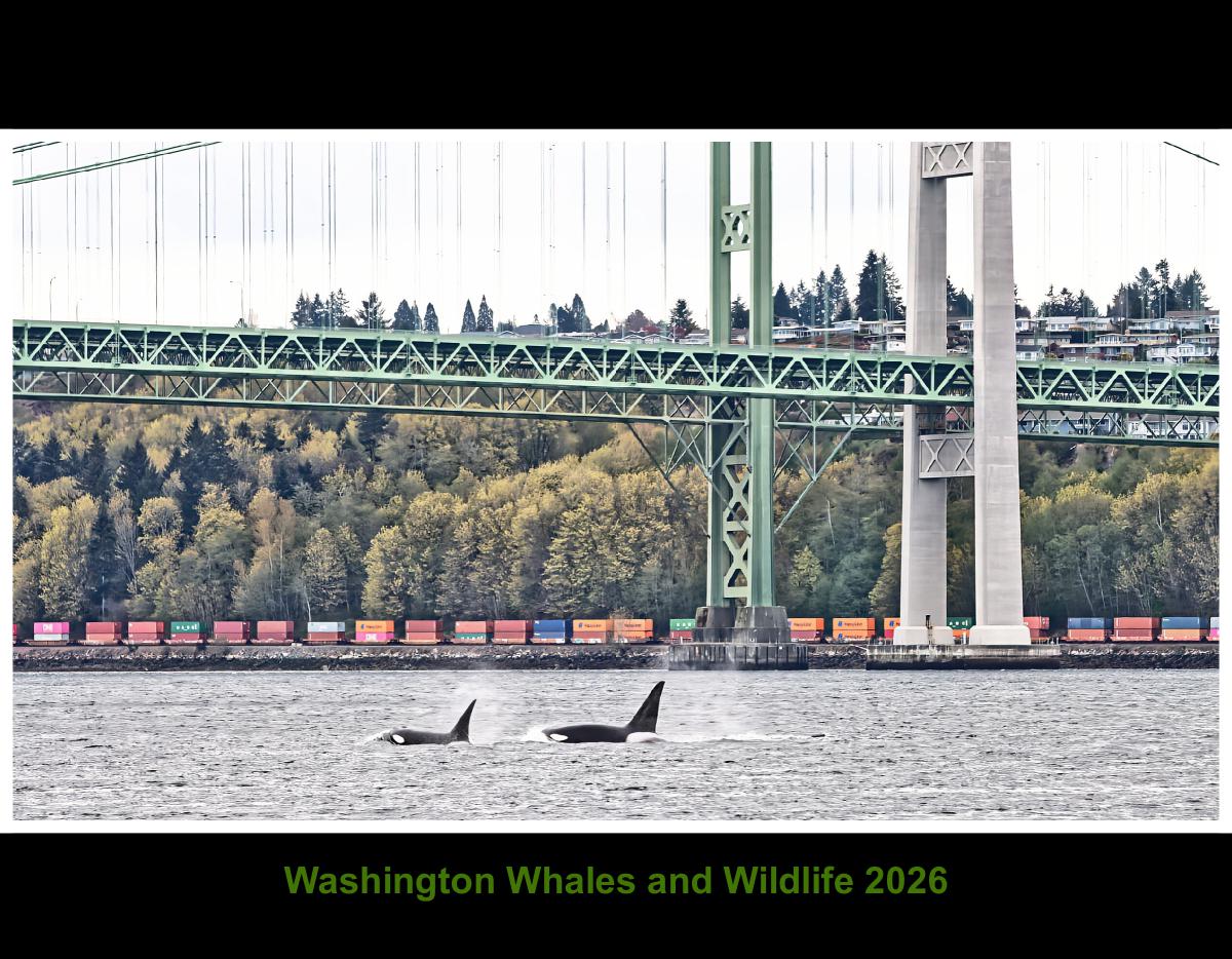 Washington Whales and Wildlife 2026