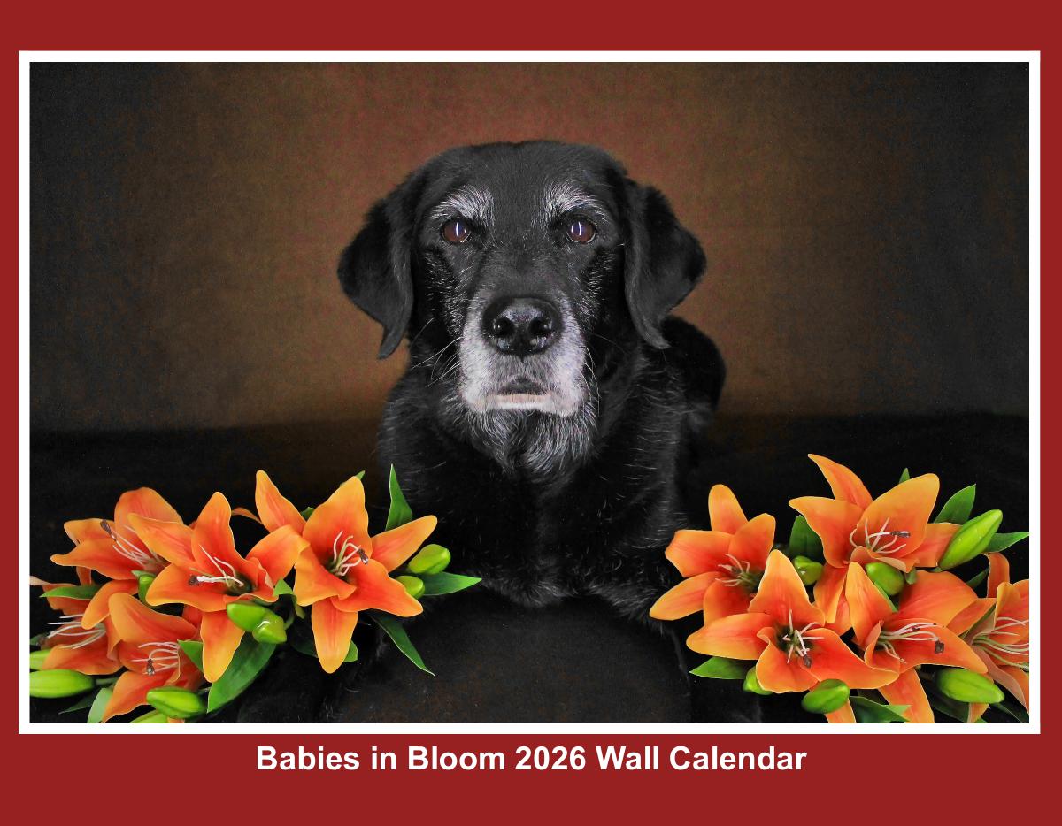 Babies in Bloom 2026 Wall Calendar