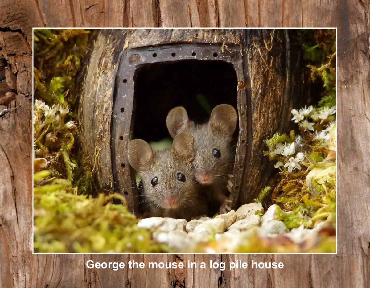 2026 George the mouse calendar 10