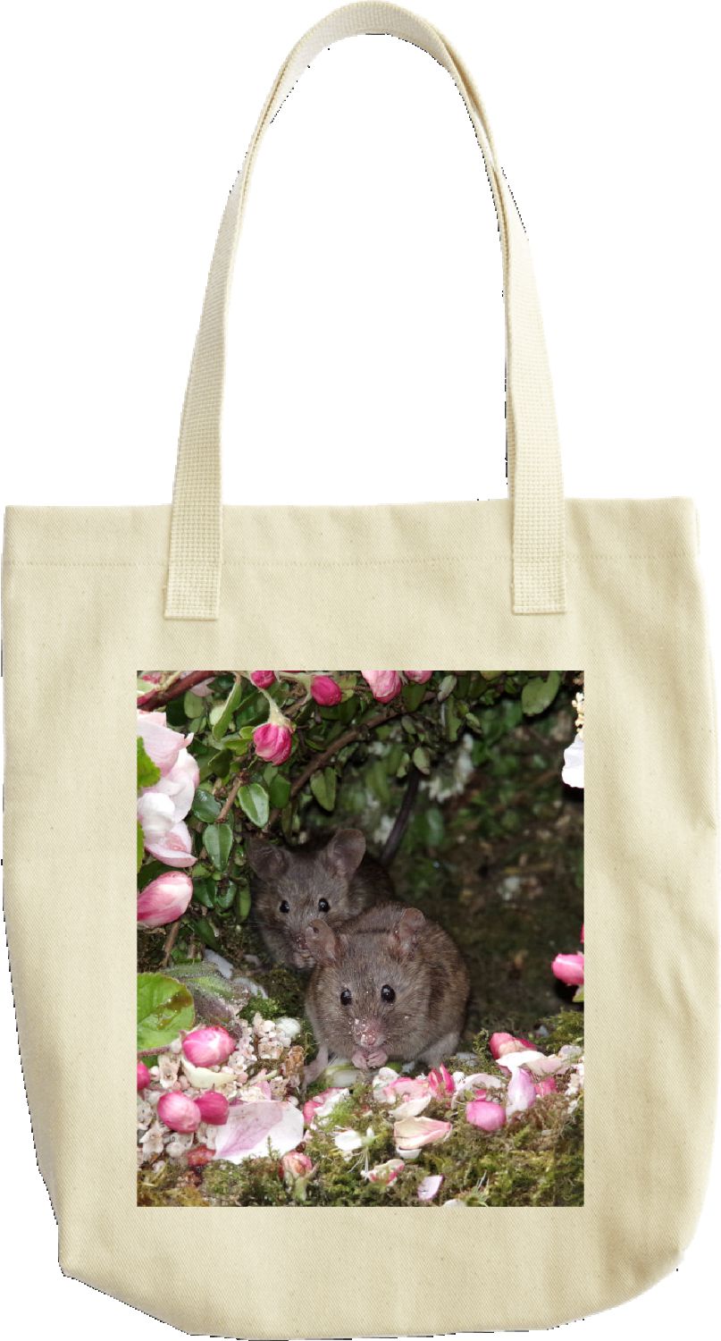 George the spring mouse