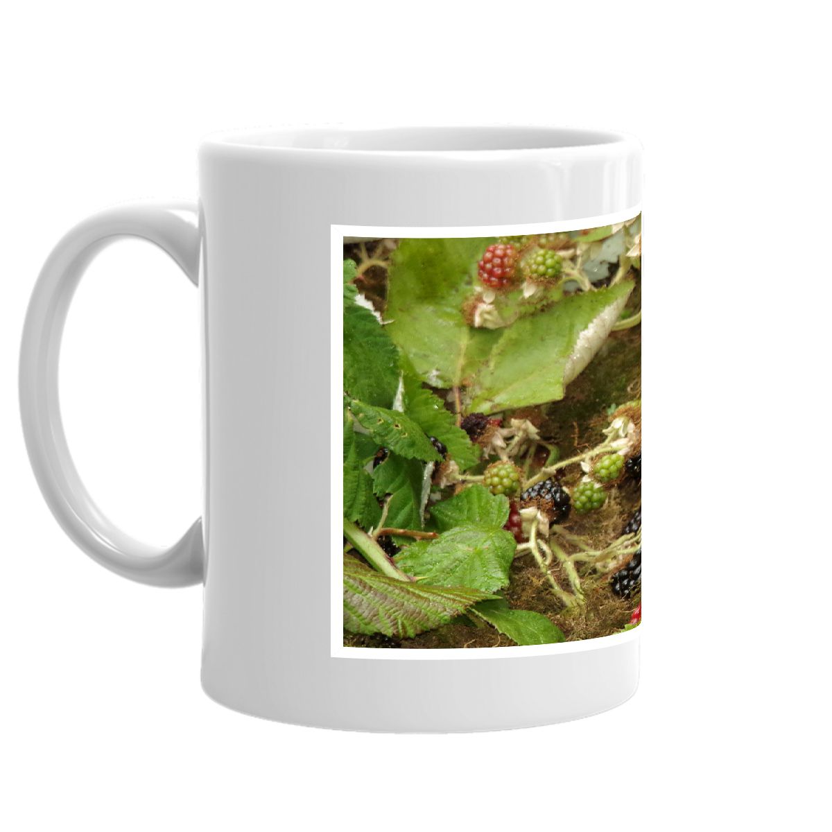 mouse in a coconut by the brambles