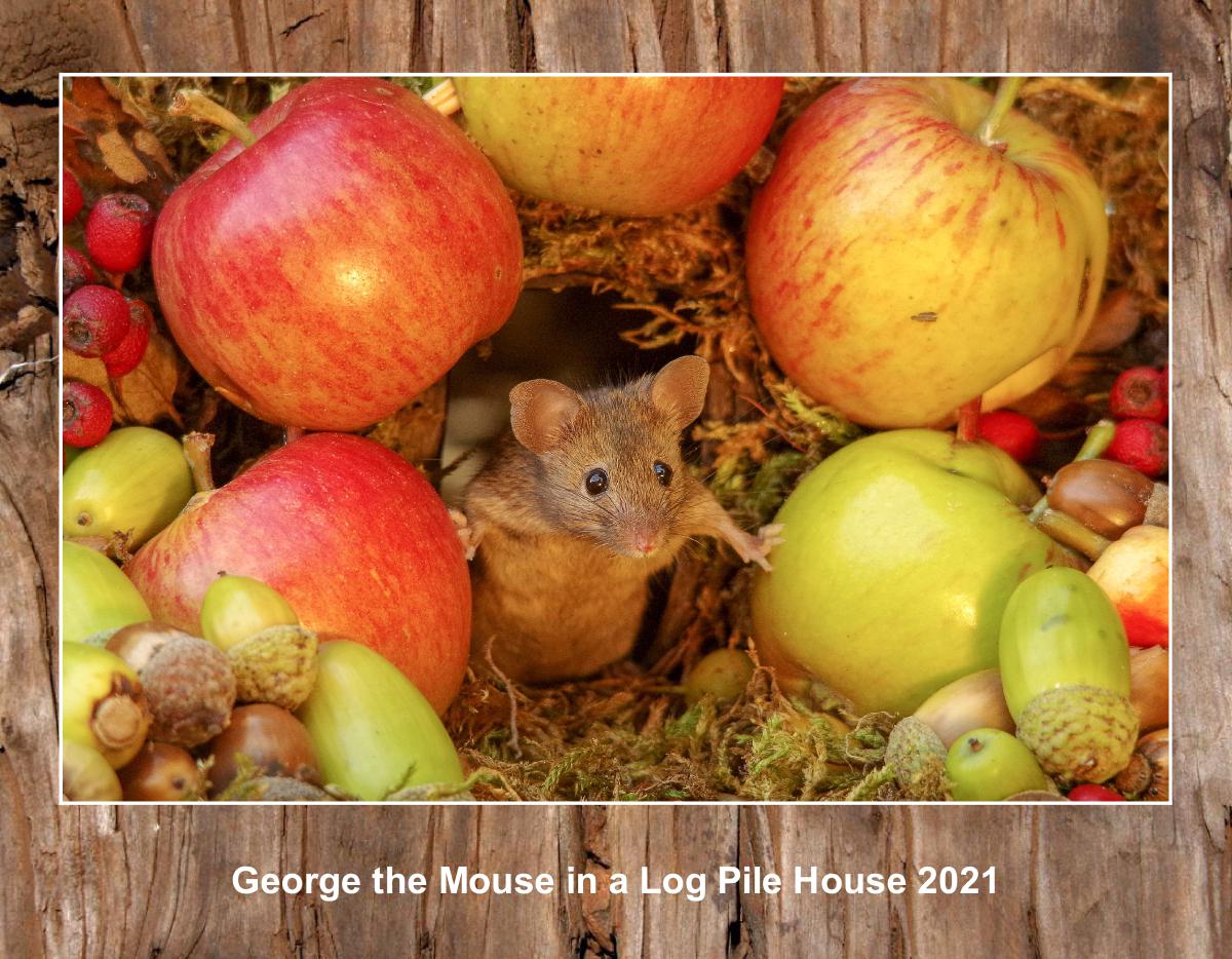George the mouse calendar 2026