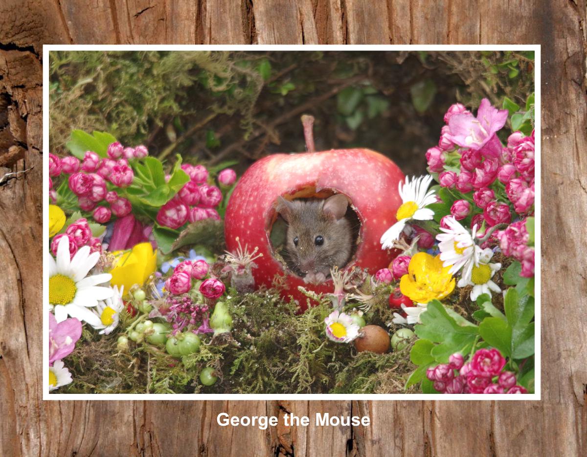 2025 George the mouse calendar  4