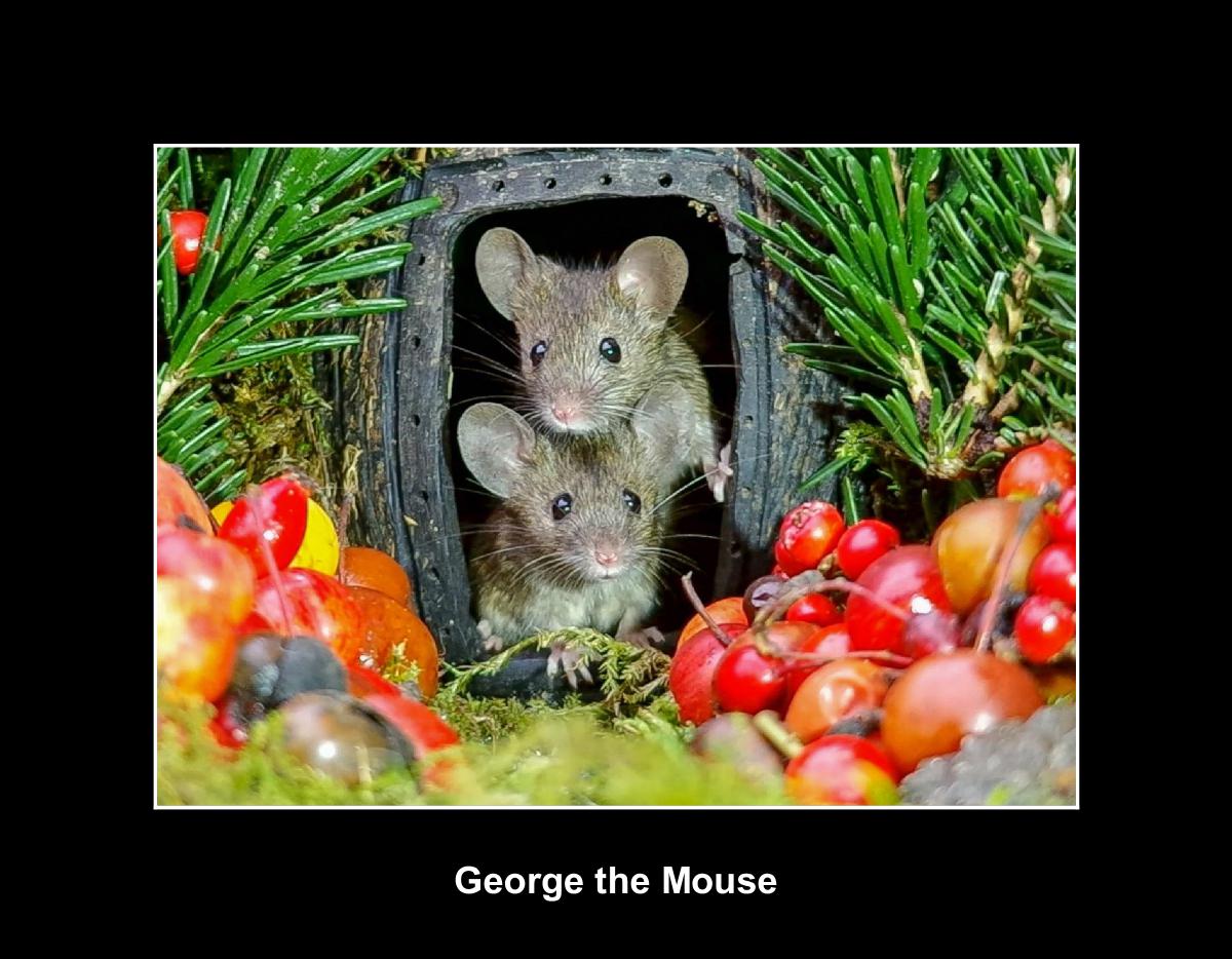 George the mouse in a log pile house 2026 calendar