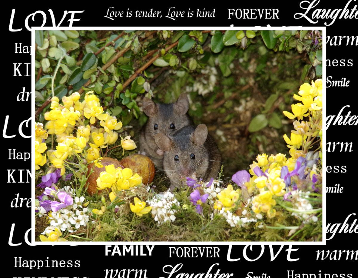 George the mouse in a log pile house