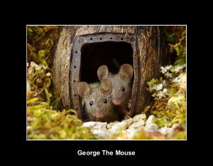 George The Mouse in a log pile house 2026 calendar