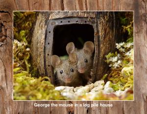 2026 George the mouse calendar 10