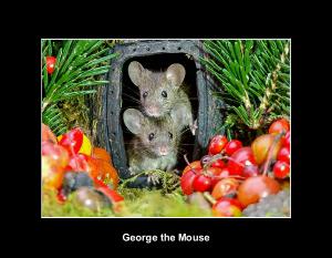 George the mouse in a log pile house 2026 calendar