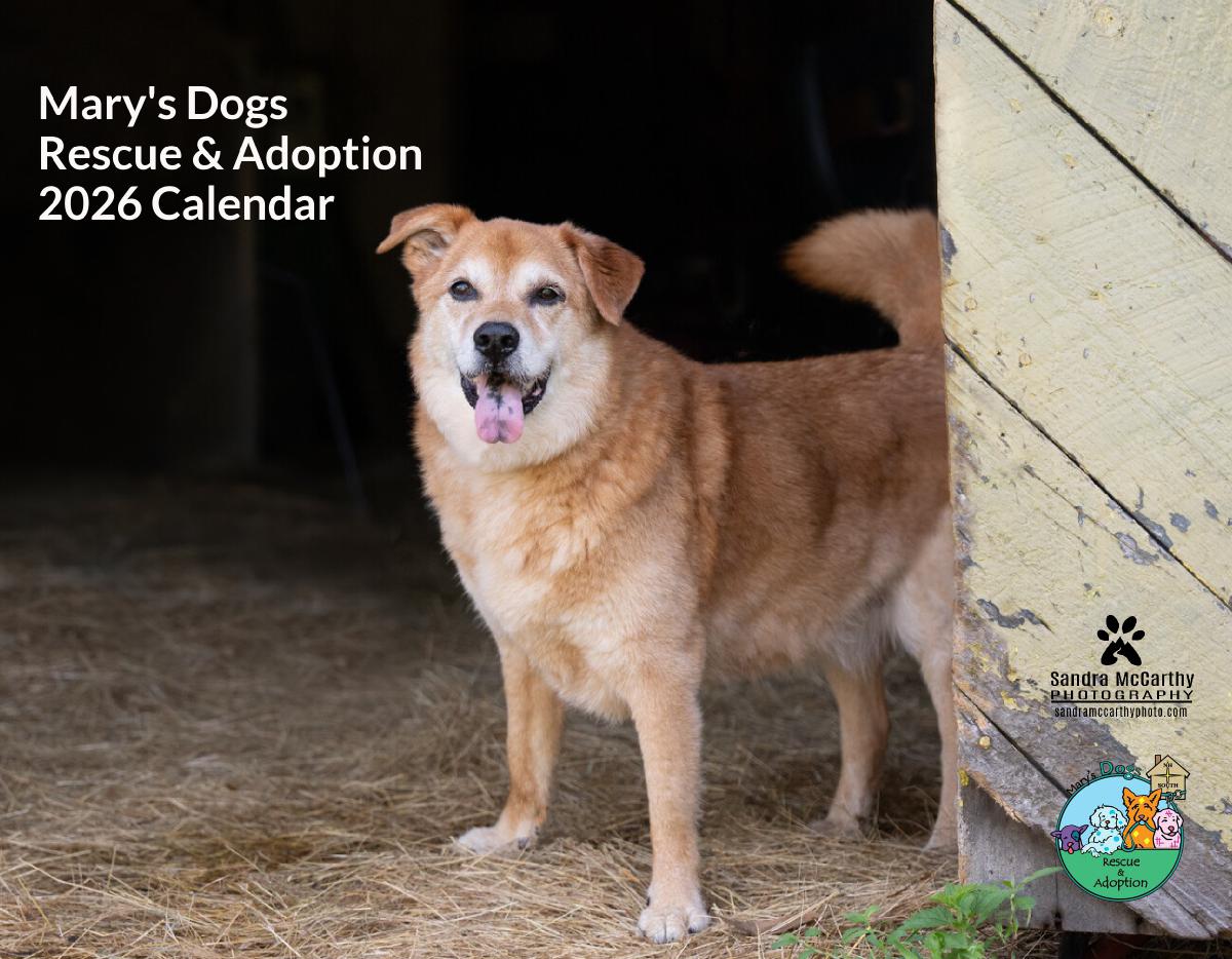 Mary's Dogs Rescue and Adoption 2026 Calendar