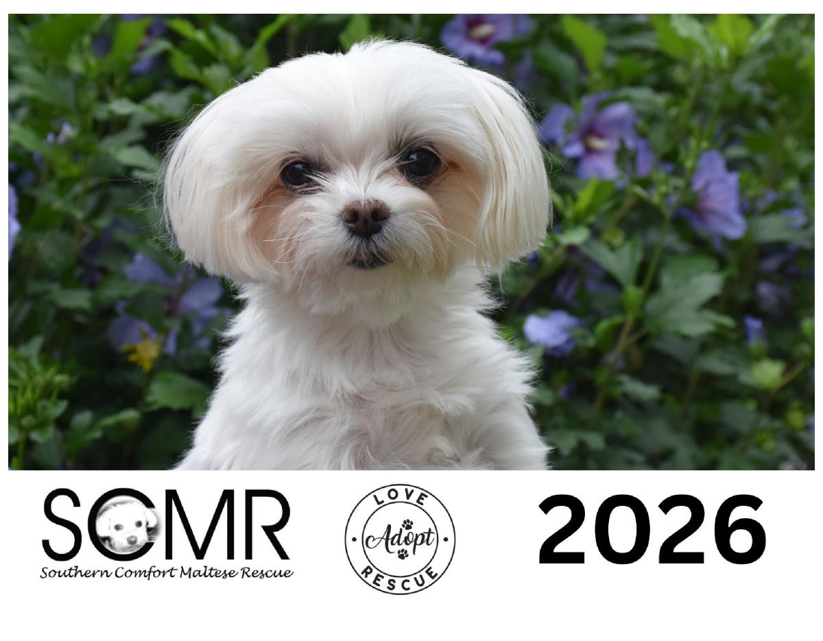 2026 Southern Comfort Maltese Rescue Calendar