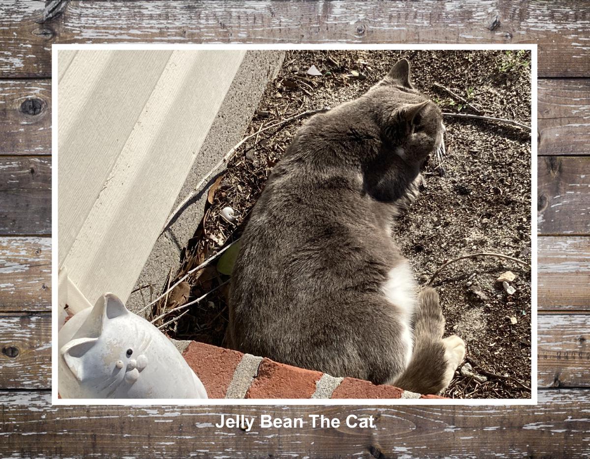 Jellybean The Cat