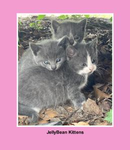 JellyBean Kittens 1