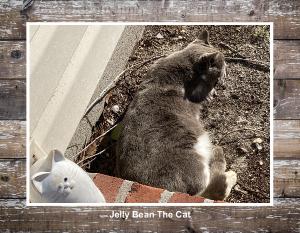 Jellybean The Cat
