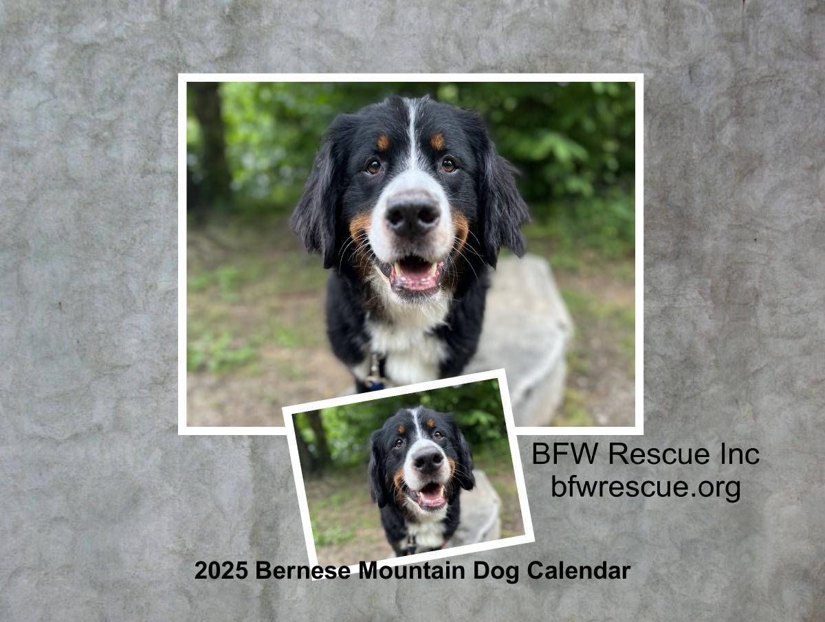 2025 Bernese Mountain Dog Calendar