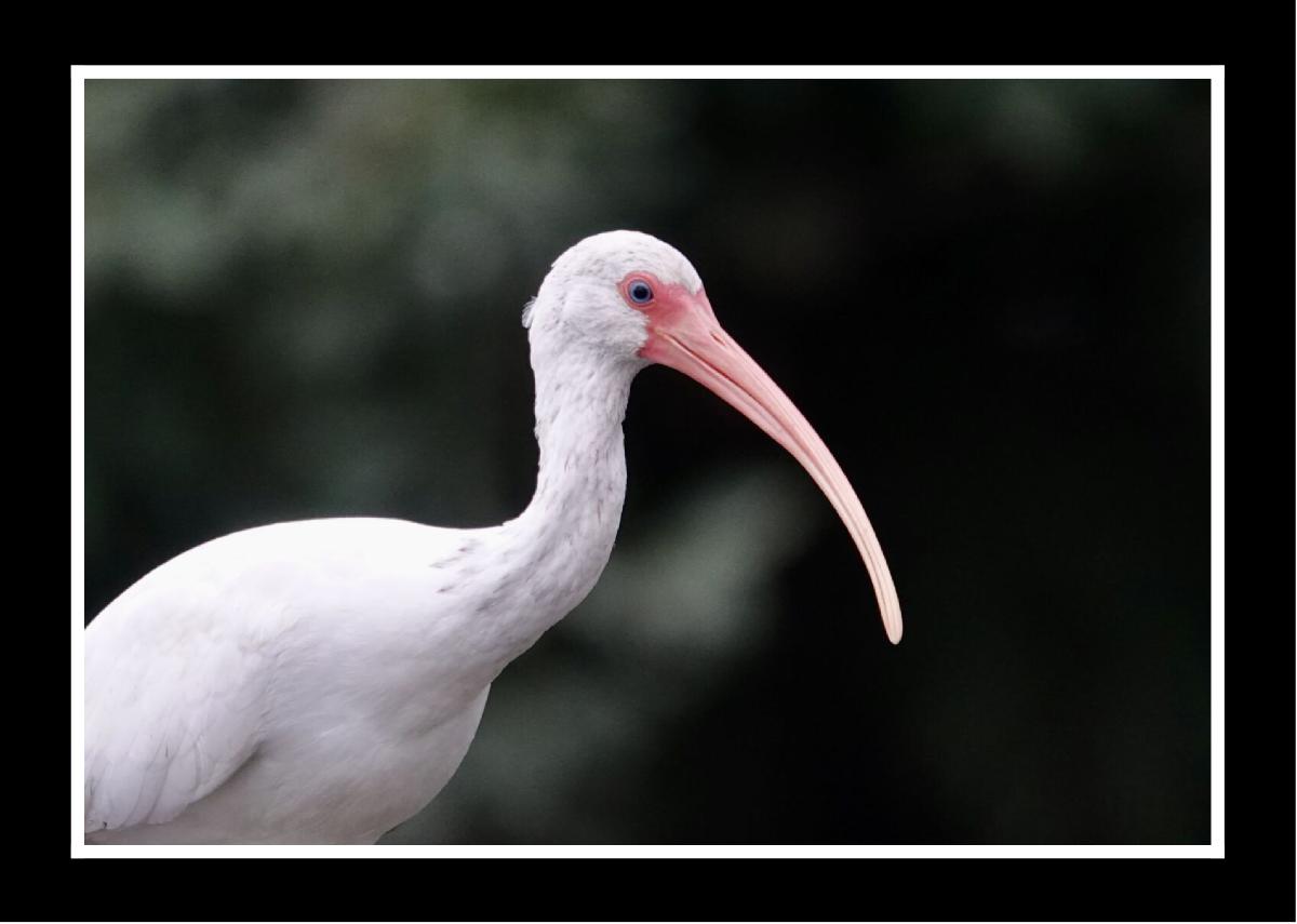 White Ibis by Jolene