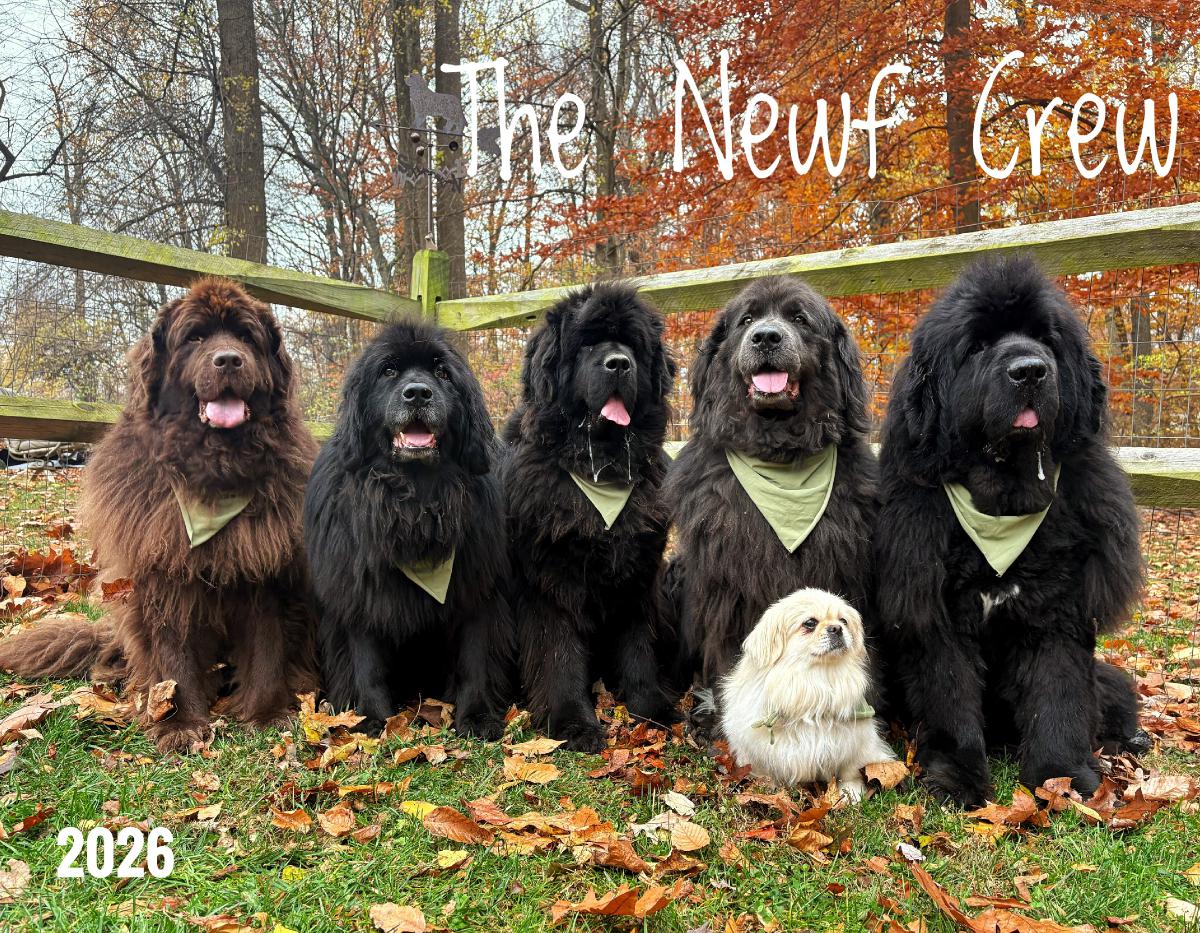 The Newf Crew 2026 Hanging Wall Calendar