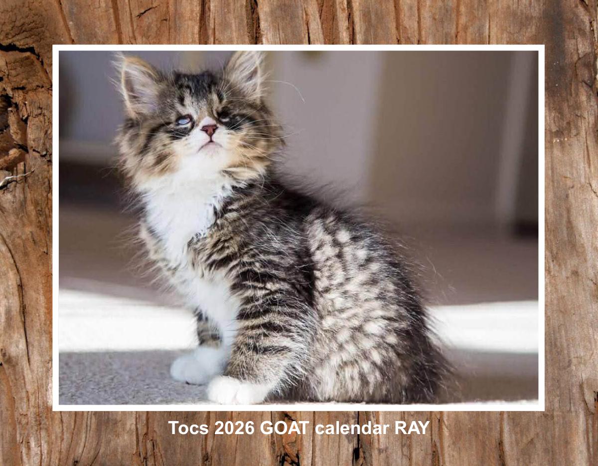 Tocs 2026 GOAT (greatest of all time) Calendar