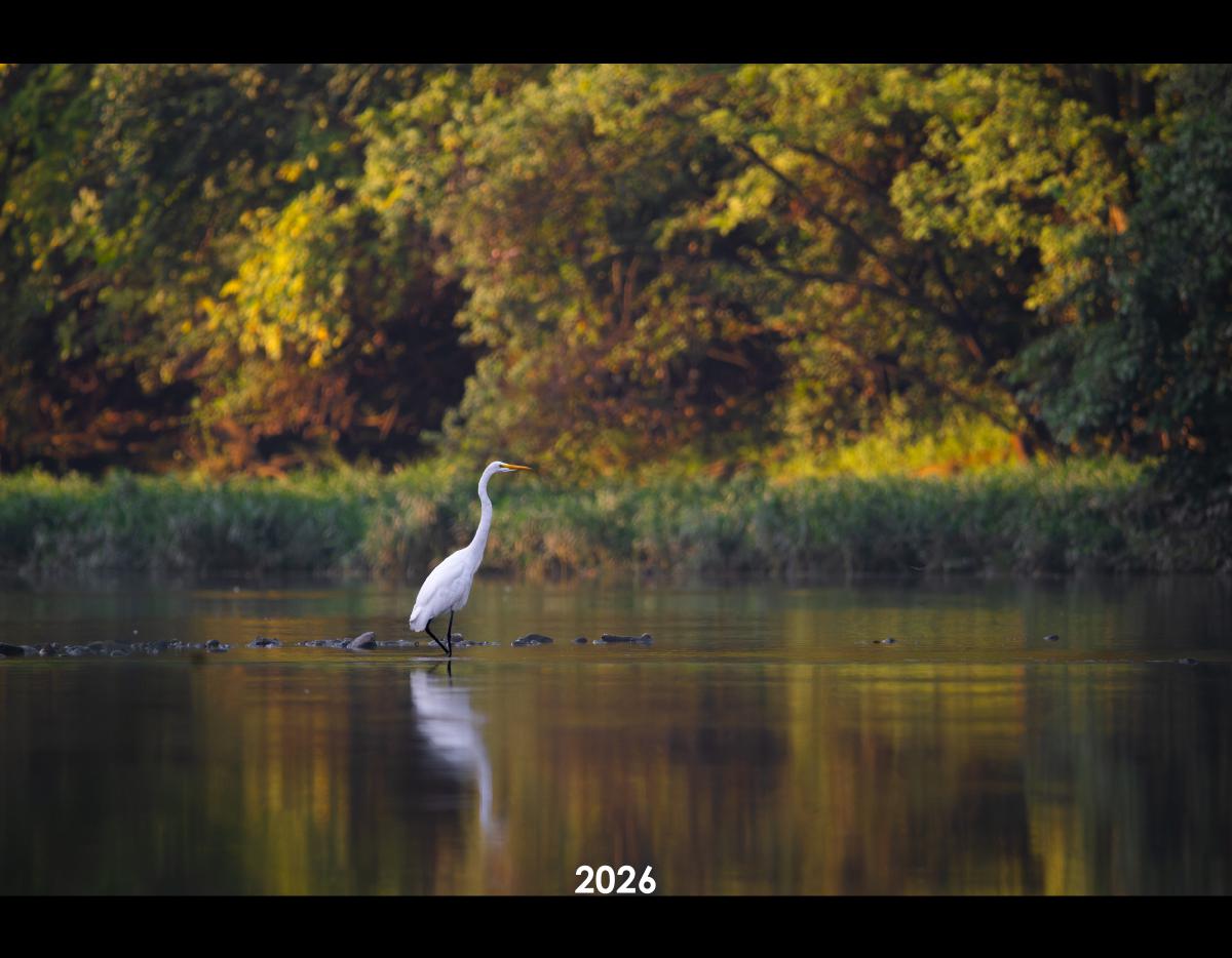 2026 Bird Calendar by SarahThrockmortonPhotography