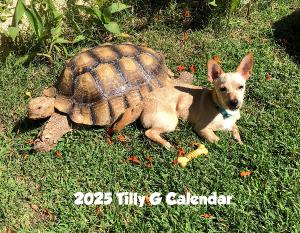 2025 Tilly G The Tortoise