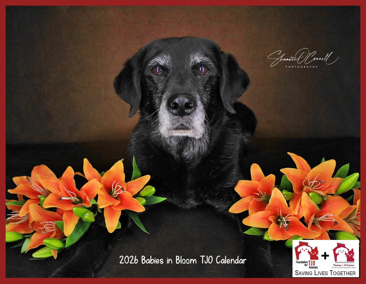 2026 Babies in Bloom Calendar