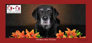 2026 TJO Babies in Bloom Desk Calendar