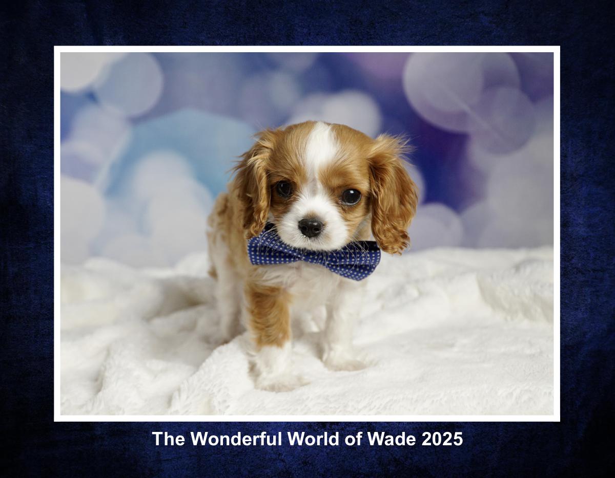The Wonderful World of Wade 2025 Calender