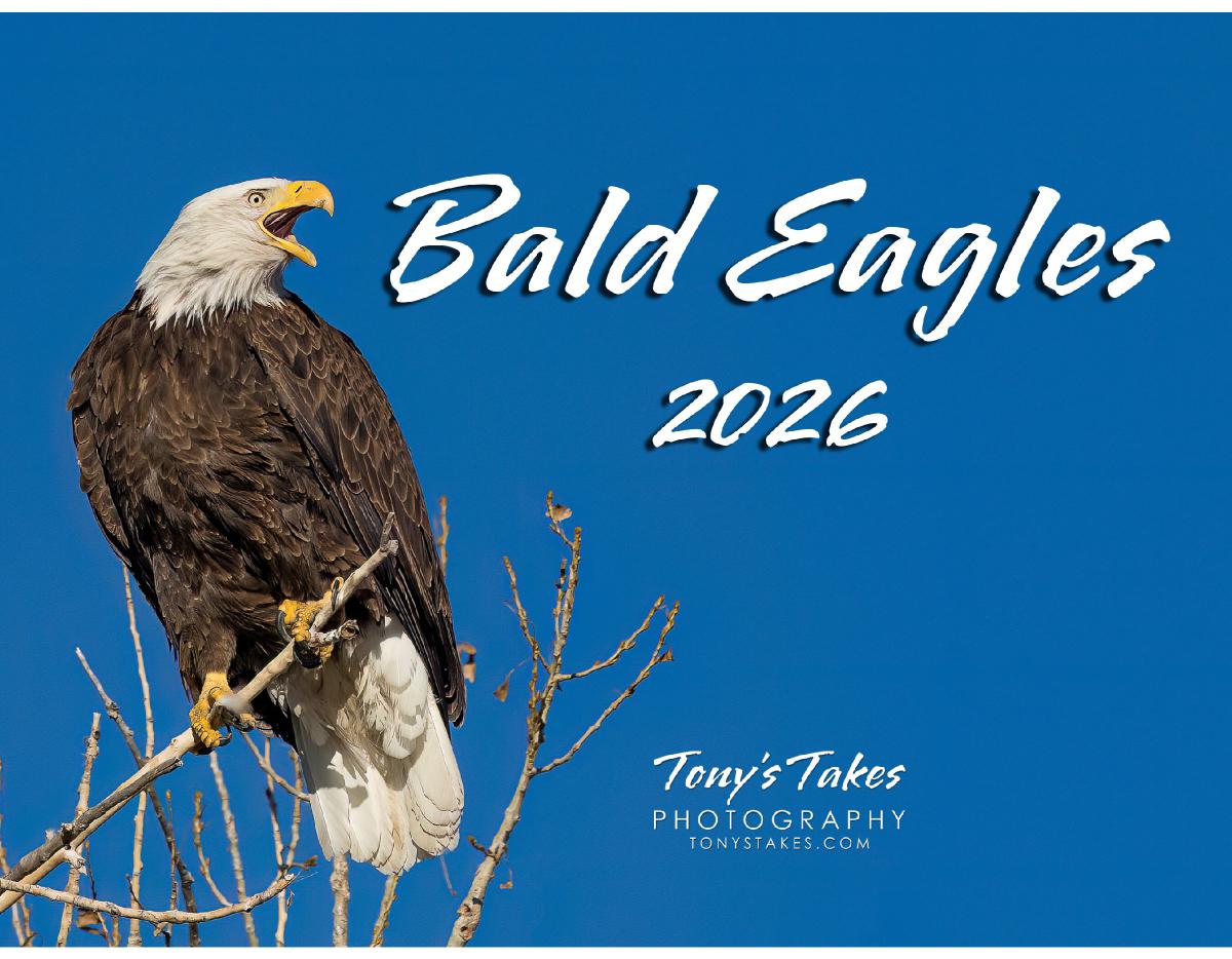 2026  Bald Eagles Calendar