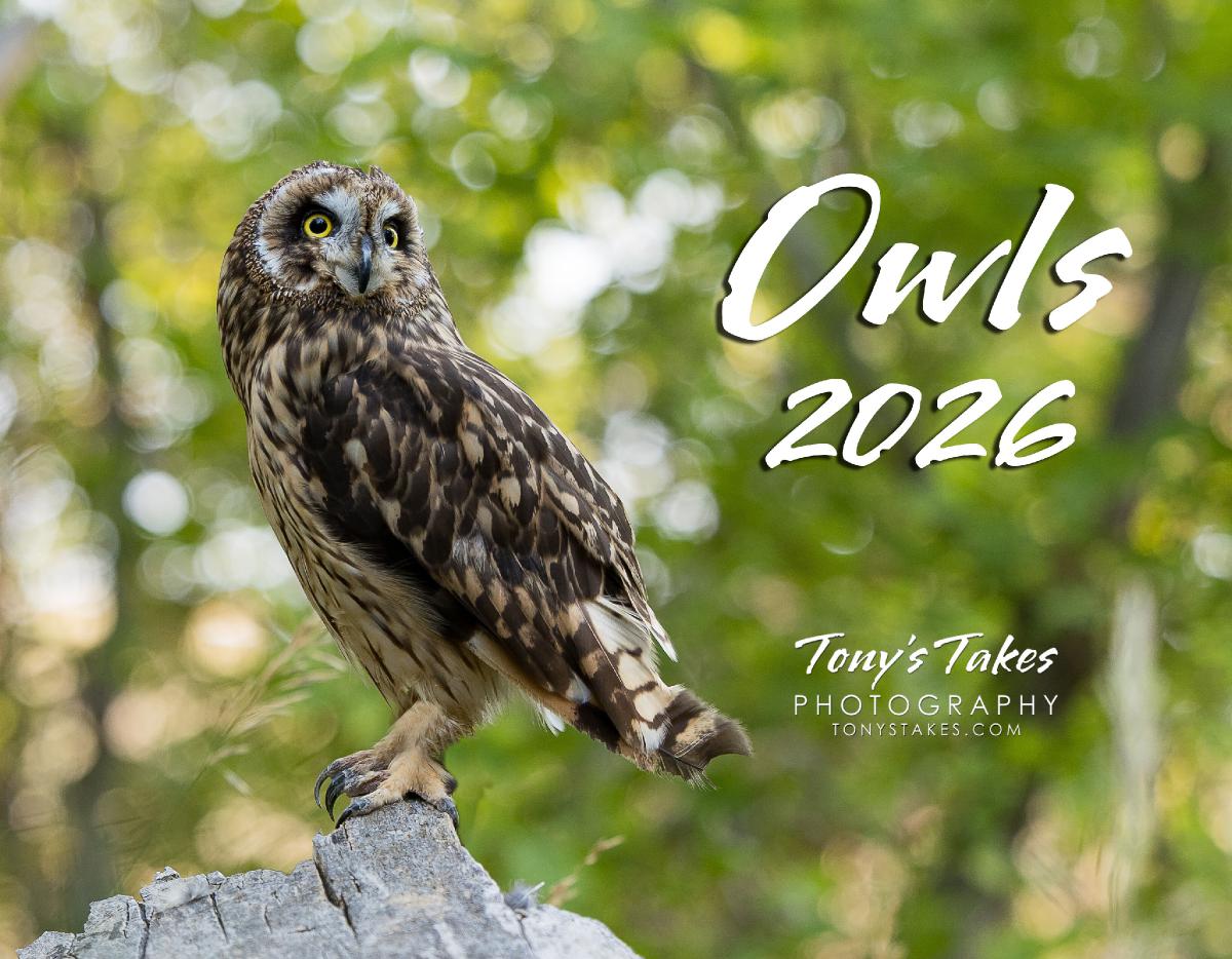Owls 2026