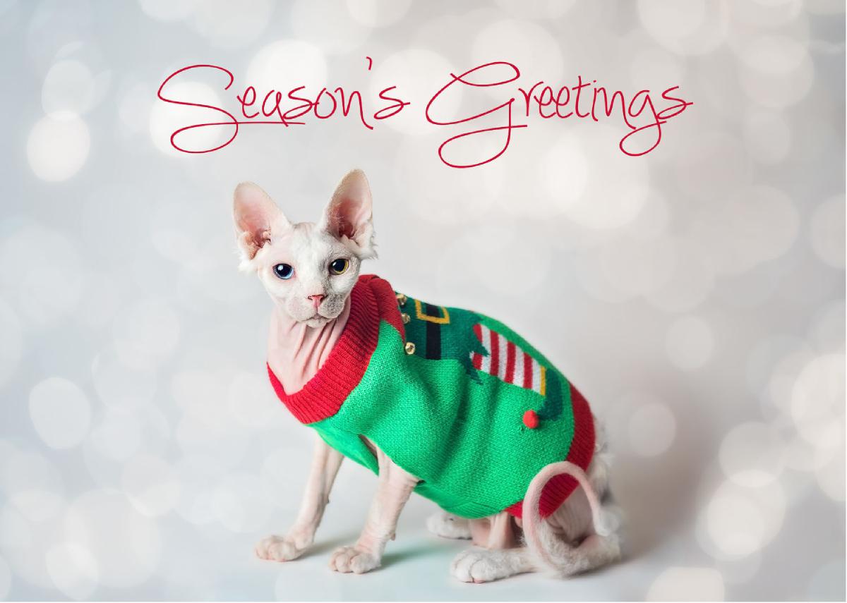 Season's Greetings Sphynx