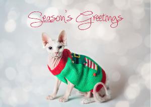 Season's Greetings Sphynx