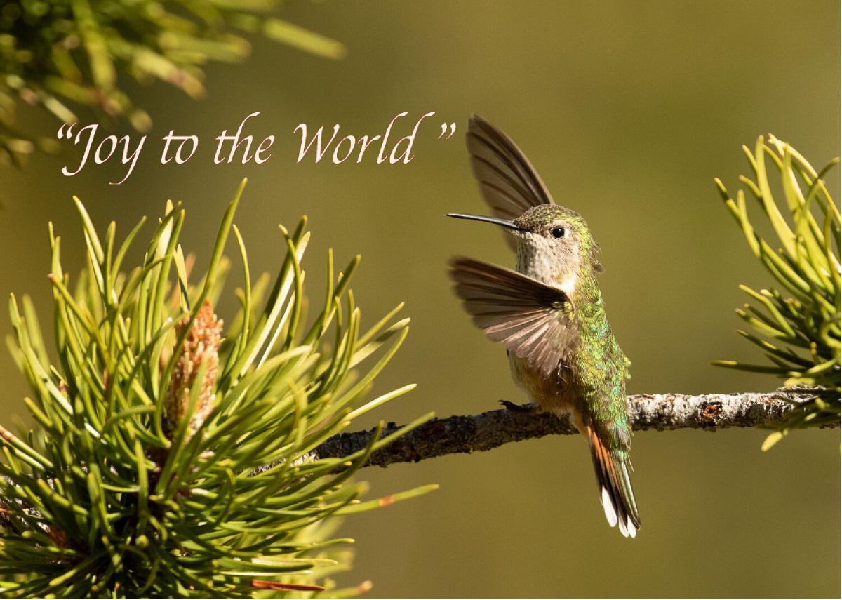 Joy to the World Hummingbird