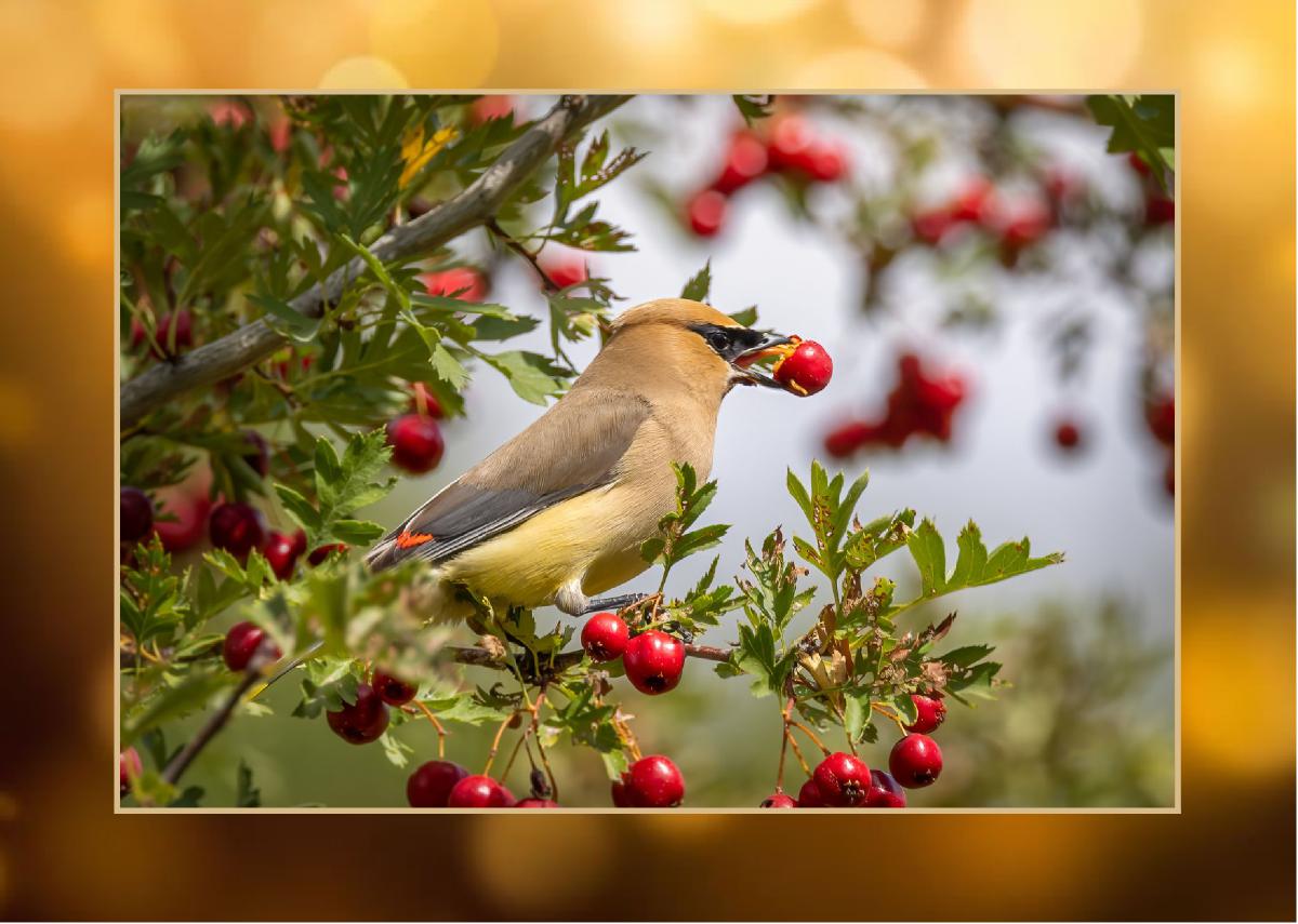 Christmas Card Cedar Waxwing Bird