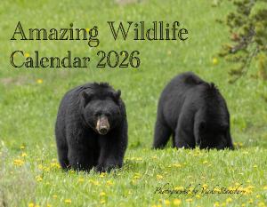 Amazing Wildlife Calendar 2026
