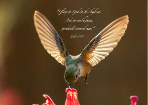 Hummingbird Bible Verse Card