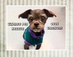 Vintage Pet Rescue 2026 Wall Calendar
