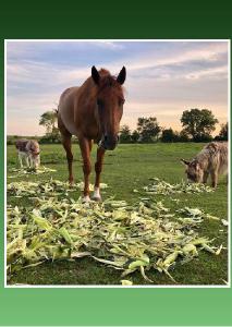 VOTK Equines Note Card