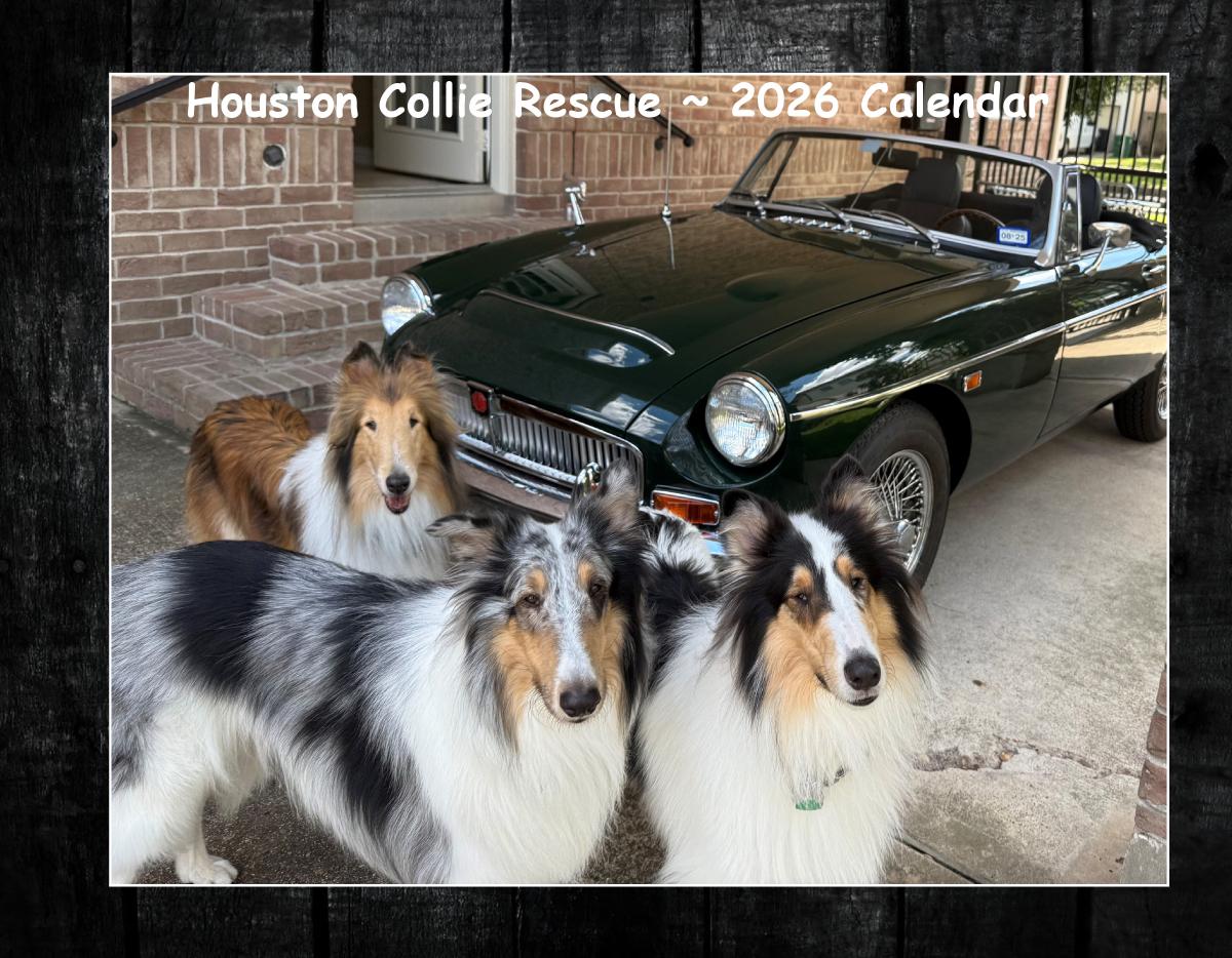 Houston Collie Rescue 2026 Calendar