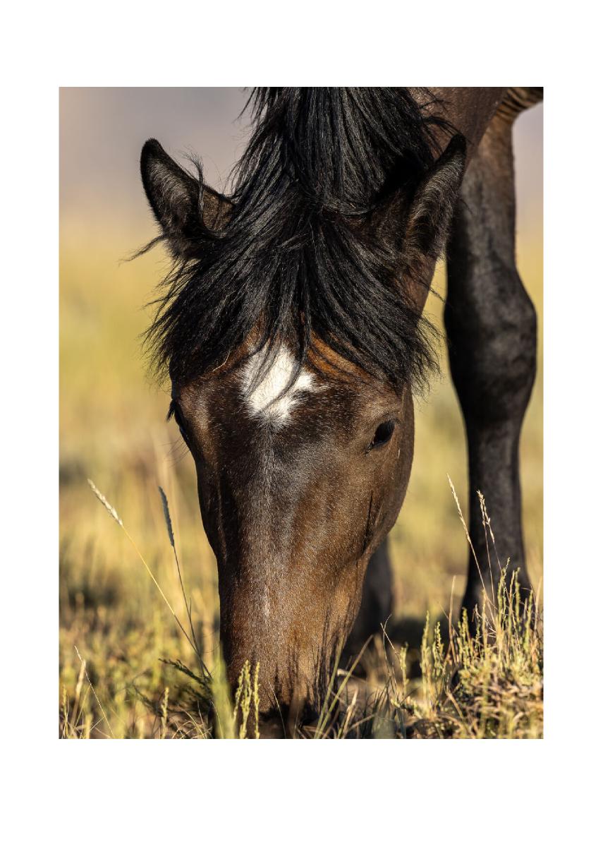 Wild Mustang Grazing Close-Up