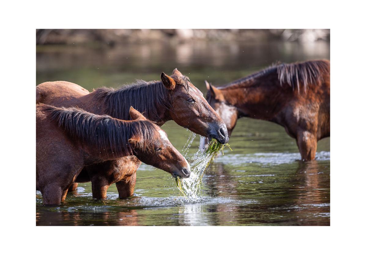Wild Horses Feeding in River
