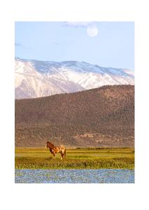 Wild Horse Beneath the Moon