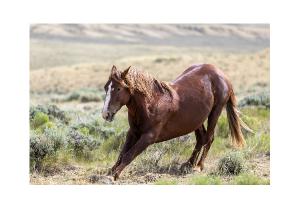 Wild Mustang Stretching