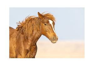 Wild Mustang Portrait in Golden Light